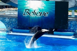 Shamu the Whale Day - is shamu(the killer whale) happy about doing all these shows every single day?