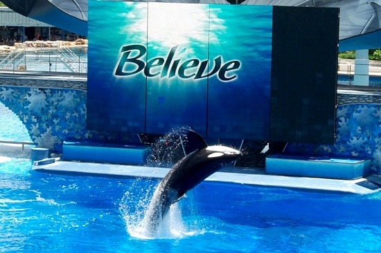 is shamu(the killer whale) happy about doing all these shows every single day?