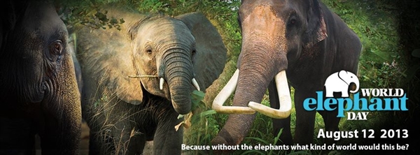 Save the elephants?