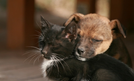 Saturday 21 August is International Homeless Animals’ Day