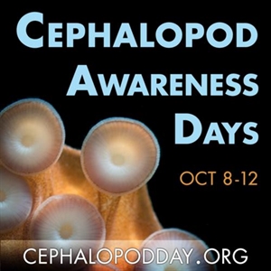 Cephalopod Awareness Day - Question on animals and humans?