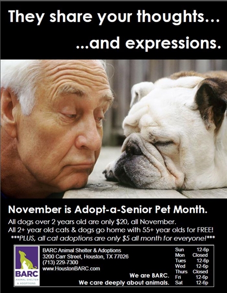 November is adopt a senior month?