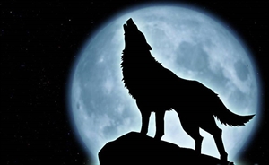 Howl at The Moon Night - Do dogs howl at full moon nights?