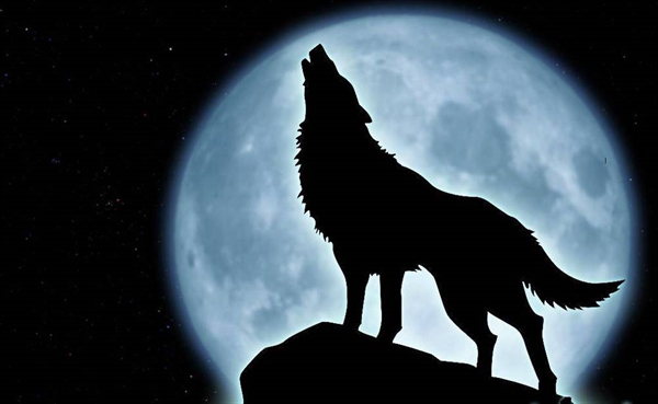 Do dogs howl at full moon nights?