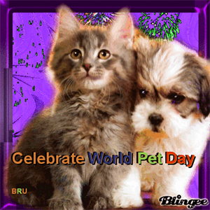 World Pet Day - I've heard the phrase It's a doggie dog world but what does it mean?