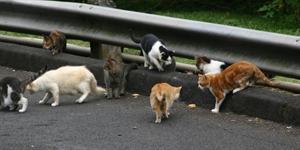 Feral Cat Day - What use on God's Green Earth is a breeder of cats?