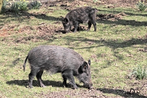 Feral Hog Month or Hog Out Month - Catching Feral hogs and feeding them grain?