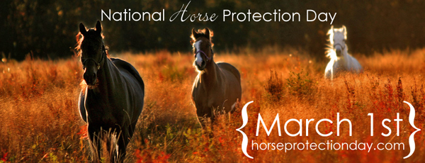 Pink skinned horse protection?