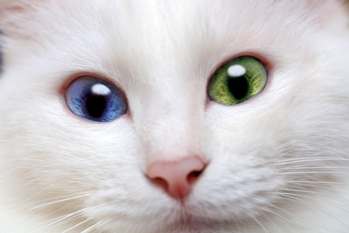 Why do we have different color eyes?