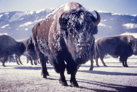 Every Day Is Special: September 2 – Bison-Ten-Yell Day