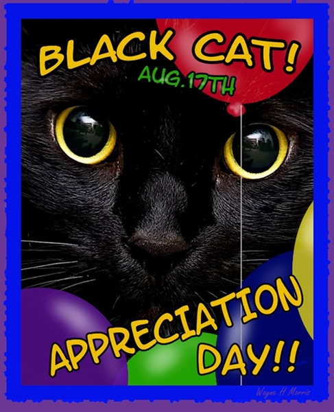 Black cat appreciation day: How many of you have black cats?