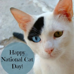 Do you think they should have a national cat day?