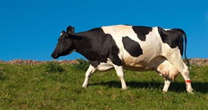 Cow Appreciation Day - Did you know today is Cow Appreciation Day?