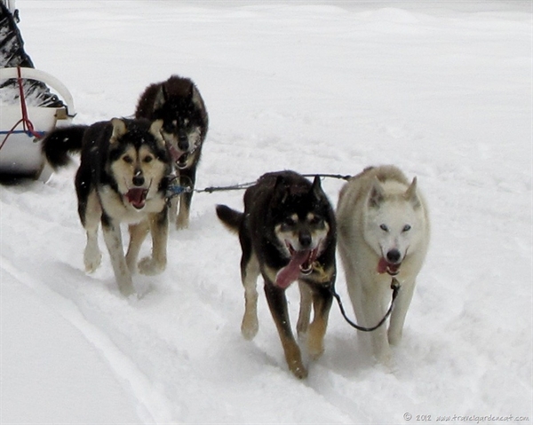 Sled/packing dogs?
