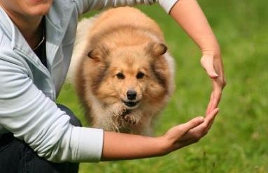 how much does dog training cost?