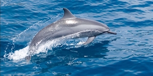 Dolphin Day - When is national dolphin day?