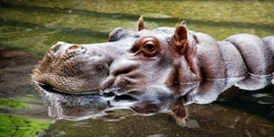 Hippo Day - How many hours a day do hippos spend in the water?