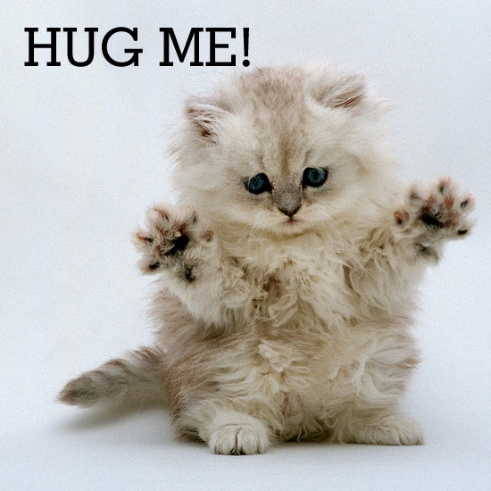 Did you know today is "Hug your Cat" day?
