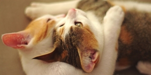 Hug Your Cat Day - Did you know that today is National Hug Your Cat Day?