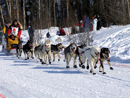What is the arrangement of sled dogs in and Iditarod race?????????????