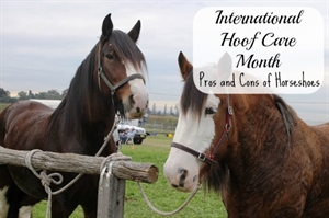 International Hoof-care Month - Need a farrier fast! Can anyone help?