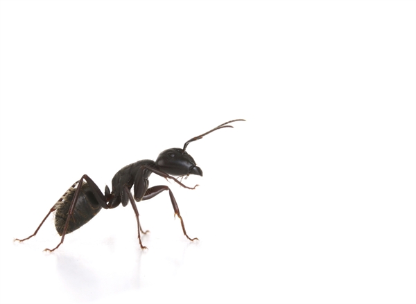 Carpenter Ant Awareness Week is approaching!