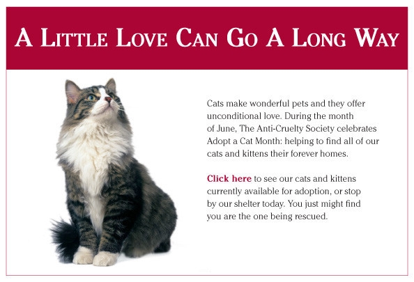 Questions about adopting a cat?