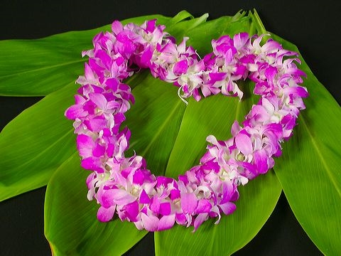 How are you celebrating Lei Day?