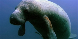 Manatee Appreciation Day - Manatee Appreciation Day – March 27th. Well, the manatee sure deserves to be