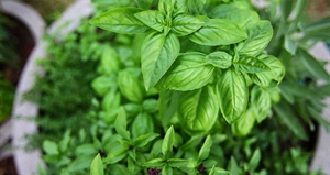 More Herbs, Less Salt Day - How To Plan Your Herb Garden?
