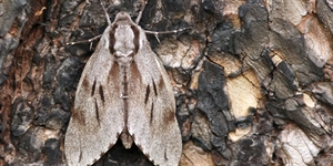 Moth-er Day - GUYS DO YOU THINK THE?.?
