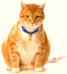 55 Percent of Cats, Dogs Obese, Survey Says