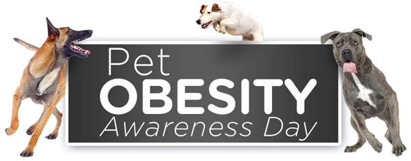 Pet Obesity Awareness Day - Dog.