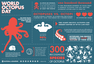 World Octopus Day - Give me one good reason why an Octopus is not the coolest animal in the world?