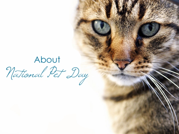 How are you celebrating National Love Your Pet Day?