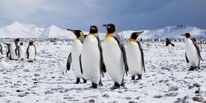 Penguin Awareness Day - How are you celebrating National Penguin Awareness Day?