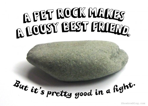 what do you feed a pet rock?