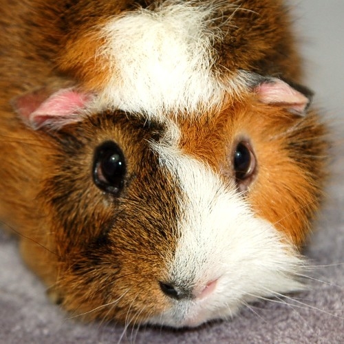 I have adopted a rescue guinea pig who is blind in one eye...?