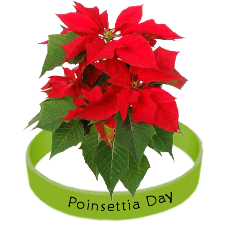 How long are poinsettias supposed to live?