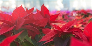 Poinsettia Day - How long are poinsettias supposed to live?