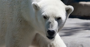 Polar Bear Day - what color are polar bears?