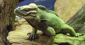 Reptile Awareness Day - Disneynature's Reptiles & Amphibians?
