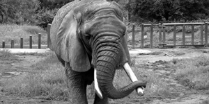 Save The Elephant Day - Save the elephants?