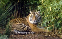 National Save A Tiger Month - What is Best Time to Visit Jim Corbett National Park?