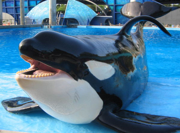 is Shamu a type of whale or a whale’s name?