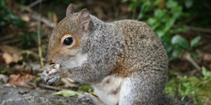 Squirrel Appreciation Day - Poll: How many knew it was Squirrel Appreciation Day today?