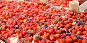 Strawberry Day - Recipes for fresh strawberries?