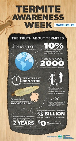 Termite infographic