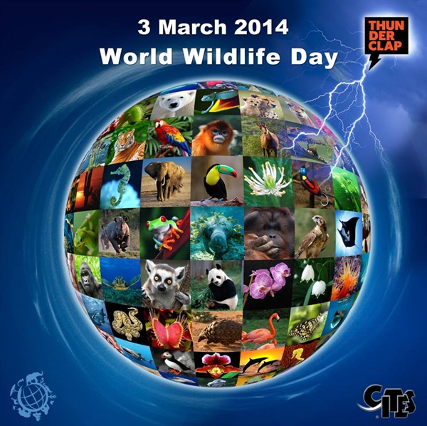 Website of World Wildlife Day