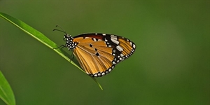 Western Monarch Day - why are there so many monarch butterflies around these days?